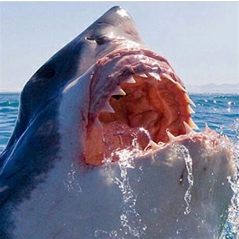 The Real Jaws White Sharks Shark Pictures Great White Shark