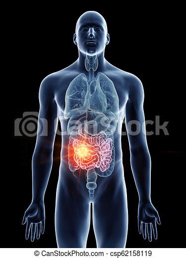 3d Rendered Medically Accurate Illustration Of A Mans Small Intestine