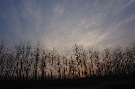 Free Images Scenery Woods Morning Sky