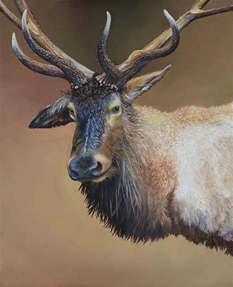 Ed Mckay Work Zoom Elk Portrait