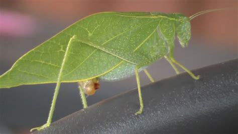 Microcentrum Retinerve Green Leaf Bug Hd Youtube