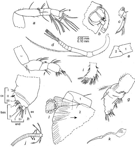 Rutiderma Flex New Species Paratype Usnm 1021462 Adult Male A Download Scientific Diagram