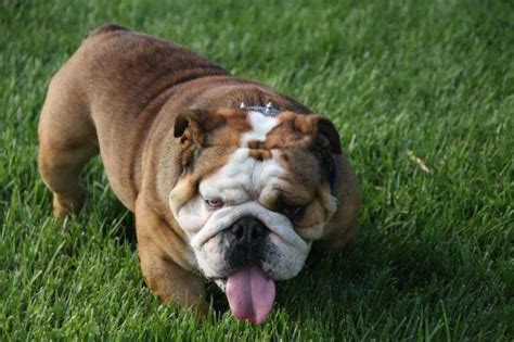 Vídeo em 4k e hd pronto para edição não linear imediata. BLUE SABLE TRI ENGLISH BULLDOG STUD for Sale in Los ...