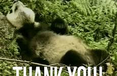 thank panda giphy gif cute animals listening gifs