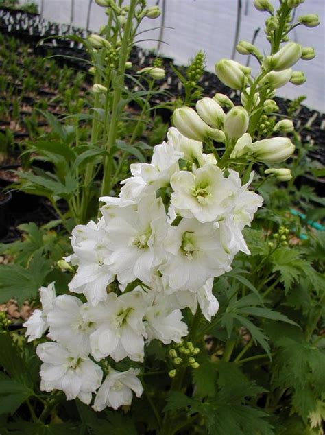 Delphinium Elatum Guardian White Larkspur From Plantworks Nursery