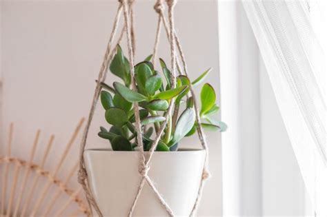 10 Houseplants To Beat The Winter Blues