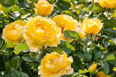 The Story Behind Yellow Roses Meaning And Symbolism Petal Republic