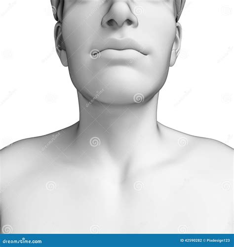 Male Neck Anatomy Artwork Stock Illustration Illustration Of Isolated