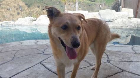 Thus, the names below are just several interesting suggestions to give your dog. Found Dog - Korean Jindo in CASTAIC, CA Pet Name: unknown ...