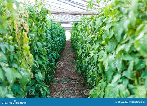 Rows Of Tomato Plants Growing In Greenhouse Stock Image Image Of