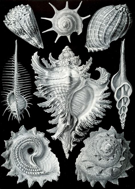 Lithography Illustration Ernst Haeckel Kunstformen