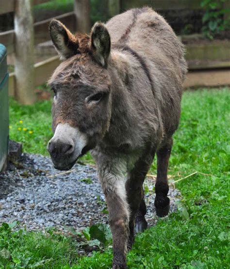 Sicilian Donkey Plumpton Park Zoo