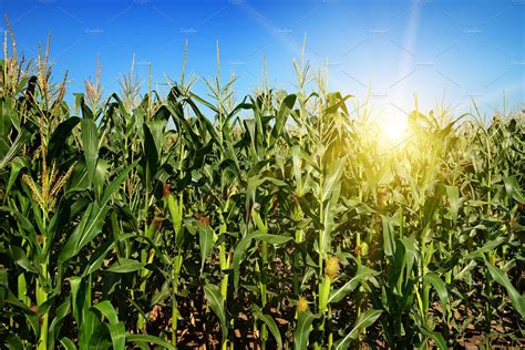 Ripe Corn Stalks On The Field High Quality Nature Stock Photos