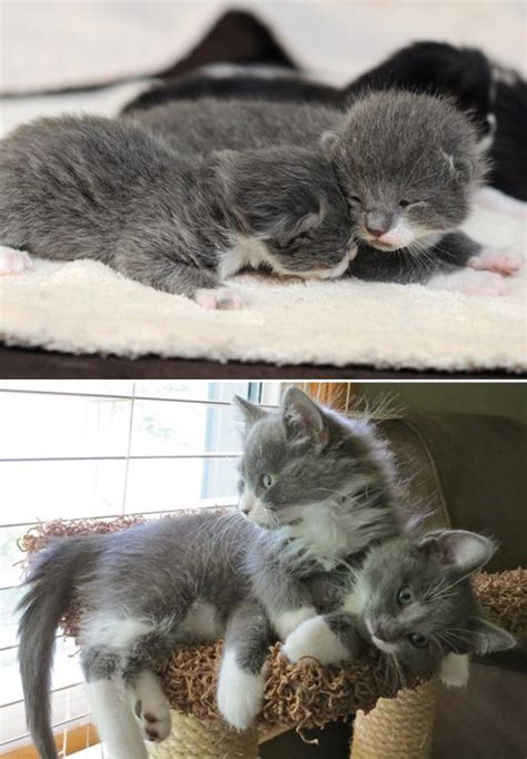 Cats Then And Now 22 Pics