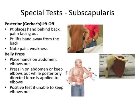 Ppt Shoulder Pain And The Shoulder Exam Powerpoint Presentation Free