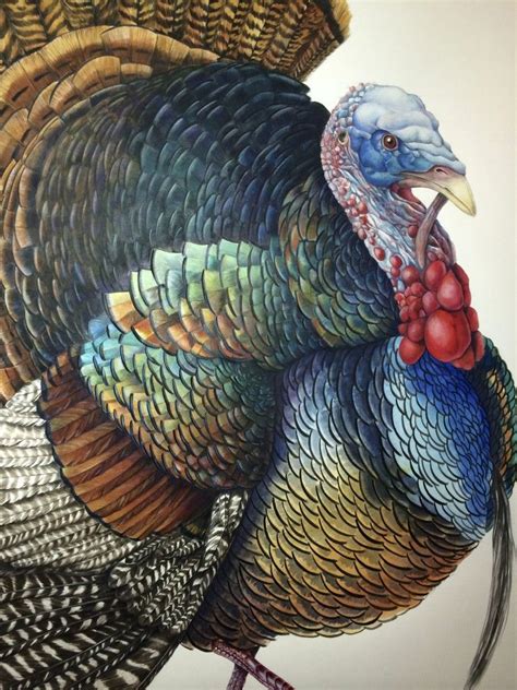 Pin By Ольга Удовенко On Акварель Птицы Turkey Art Turkey Painting