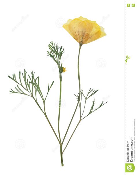 We accept payment by bank deposit, credit card or snail mail. Pressed And Dried Delicate Yellow Flowers Eschscholzia ...
