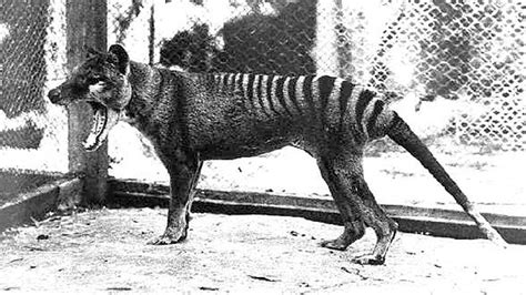 It is commonly referred to as the tasmanian tiger or tasmanian wolf, but. Sightings of Tasmanian tiger reported: Australian government