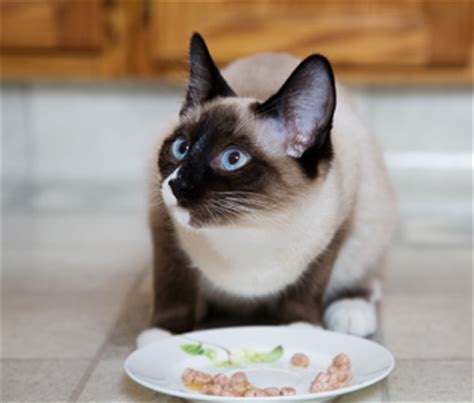 Allergies to flea and other insects. Cat Can't Stop Itching? It May Be Food Allergies