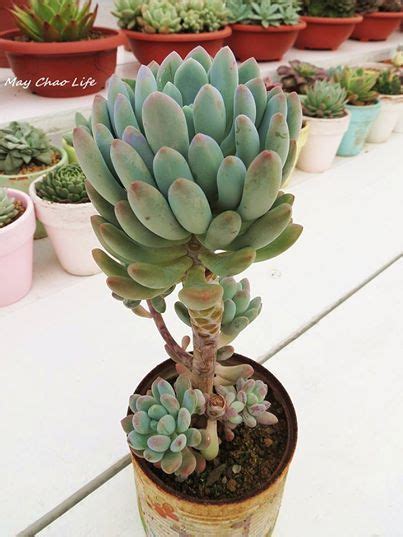 Can succulents get too much sun? 17 Best images about Cactus & Succulents on Pinterest ...