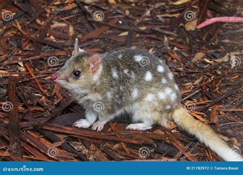 Eastern Spotted Quoll Stock Photo Image Of Teeth Wild 21783972