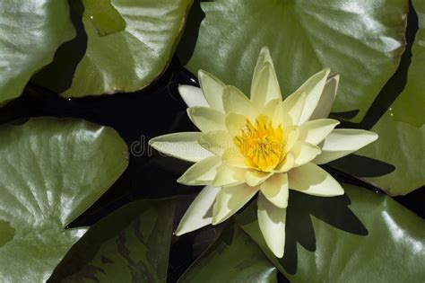 Yellow Flowering Water Lily Nymphaea On Pond Stock Image Image Of