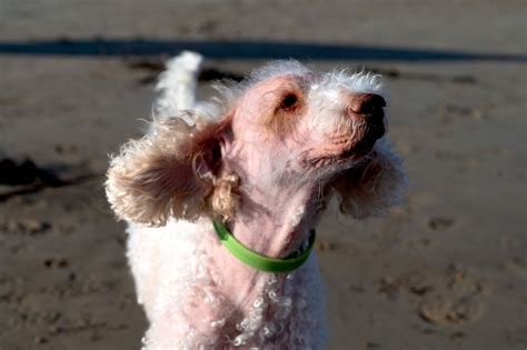A Pet Owners Guide To Thyroid Cancer In Dogs Causes Symptoms And
