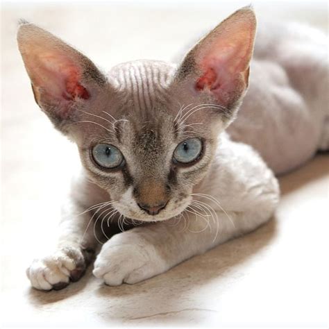 Male tonkinese kitten for sale. Devon Rex Kittens For Sale Oklahoma