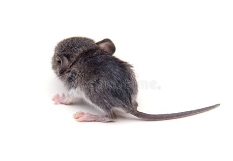 Back Of Mouse Royalty Free Stock Photo Image 17900215