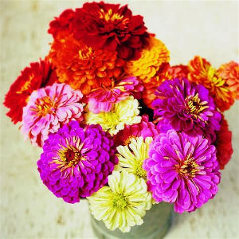 Oct 03, 2016 · what you see are sprouts from the roots of the existing tree; Buy Zinnia Seeds (F1 Tall Mixed) online at cheap price on ...