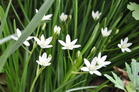 We are in a state of here comes the savior star of bethlehem, the bach flower remedy which has the ability to heal you along with the star of bethlehem, you can use mood up serum to get rid of any traumatic situation. Star of Bethlehem Flower: 7 Exceptional Care Tips for Best ...