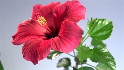 1080p Hibiscus Flower Images Hd Best Flower Wallpaper