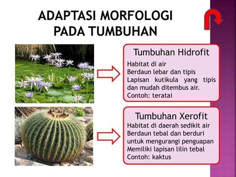 Sub konsep pelajaran adalah adaptasi makhluk hidup terhadap lingkungannya. IPA TERPADU: MACAM MACAM ADAPTASI