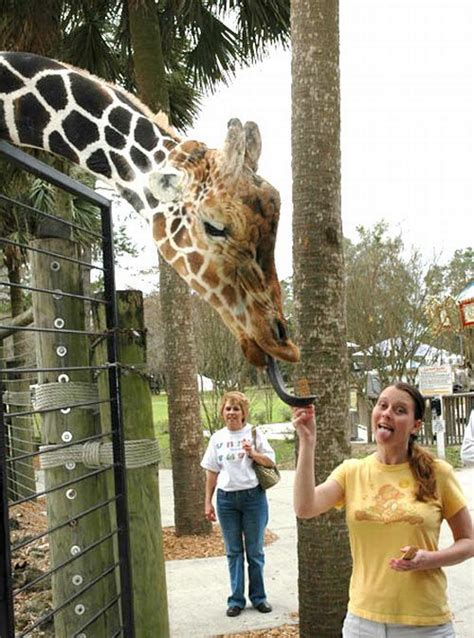 Very Funny Giraffes Wiresmash