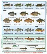 Pictures of Mass Fish And Game License
