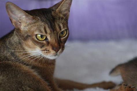 The abyssinian is a highly active cat that will demand your attention and affection. Abyssinian Cats For Sale!! for Sale in Brooklyn, New York ...