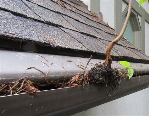 Are Gutter Guards Worth It Homesmsp