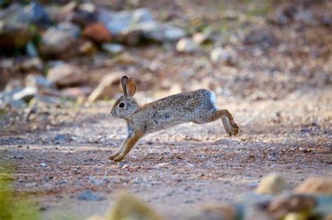A Desert Cottontail Rabbit, Sylvilagus Audubonii, Running through the