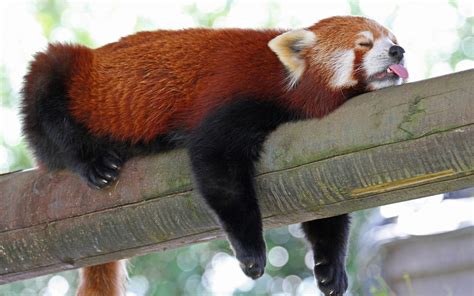 Red Pandas They Are The Cutest Things In The World Aww