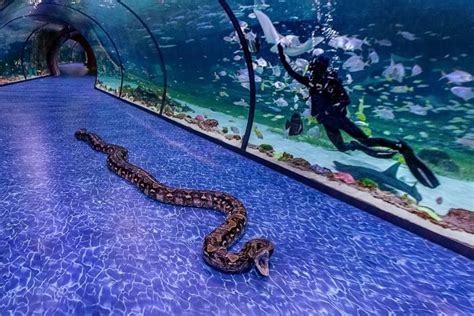 The National Aquarium Abu Dhabi All You Need To Know