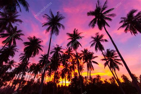 Coconut Palm Tree Silhouette Stock Photo By ©akaphon666 37959993