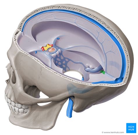 Veins Of The Brain Anatomy And Clinical Notes Kenhub