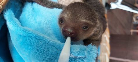 How Are Baby Sloths Born Green Heritage Fund Suriname