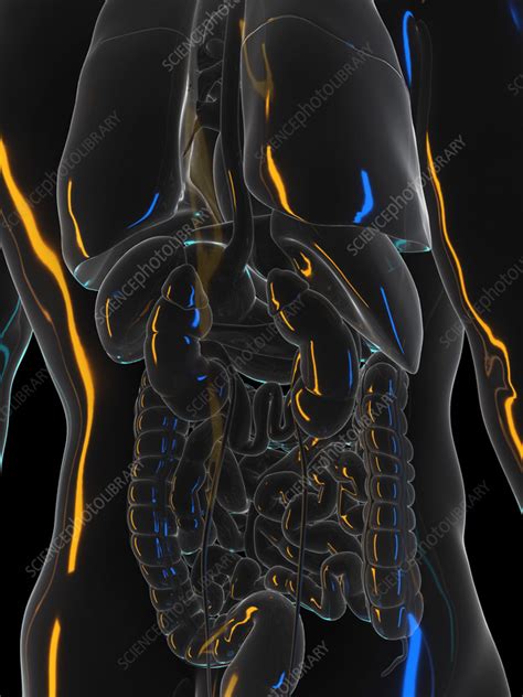 Human Organs Illustration Stock Image F0352708 Science Photo