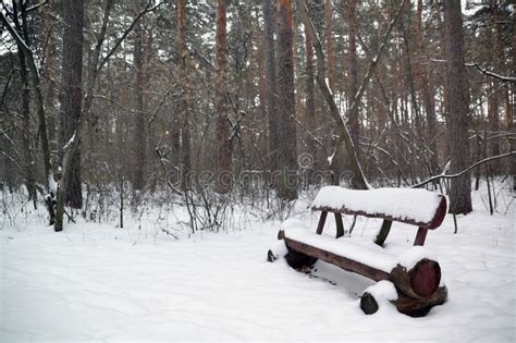 Winter Snow Forest Trees Bench Stock Image Image Of Bench Park