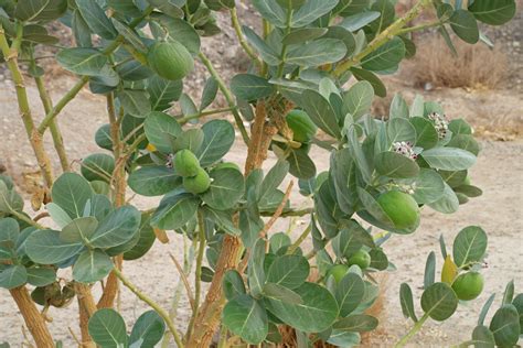 Add to wishlistadded to wishlistremoved from wishlist 43. Calotropis procera