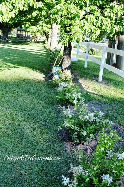 Clip two or three times a year, as the hedge develops, always leaving the upper part narrower than the lower part, to keep the foliage dense right to the ground. Planting a Privet Hedge - Cottage at the Crossroads
