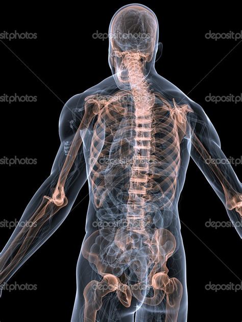 The hard parts inside a human or animal that make up its the line of bones down the centre of the back that provides support for the body. Back View Of Human Organs - Mocksure