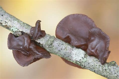 Amber Jelly Roll Fungus Identification Foraging And Uses Mushroom