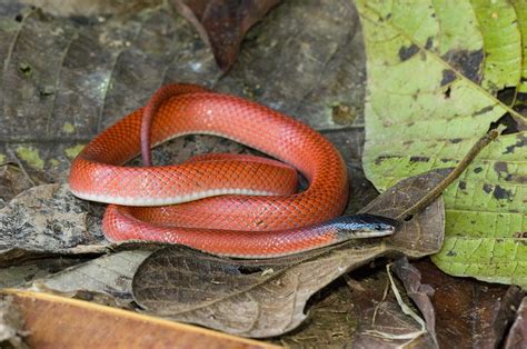 Amazon Scarlet Snake Photograph By Michael Lustbader Fine Art America